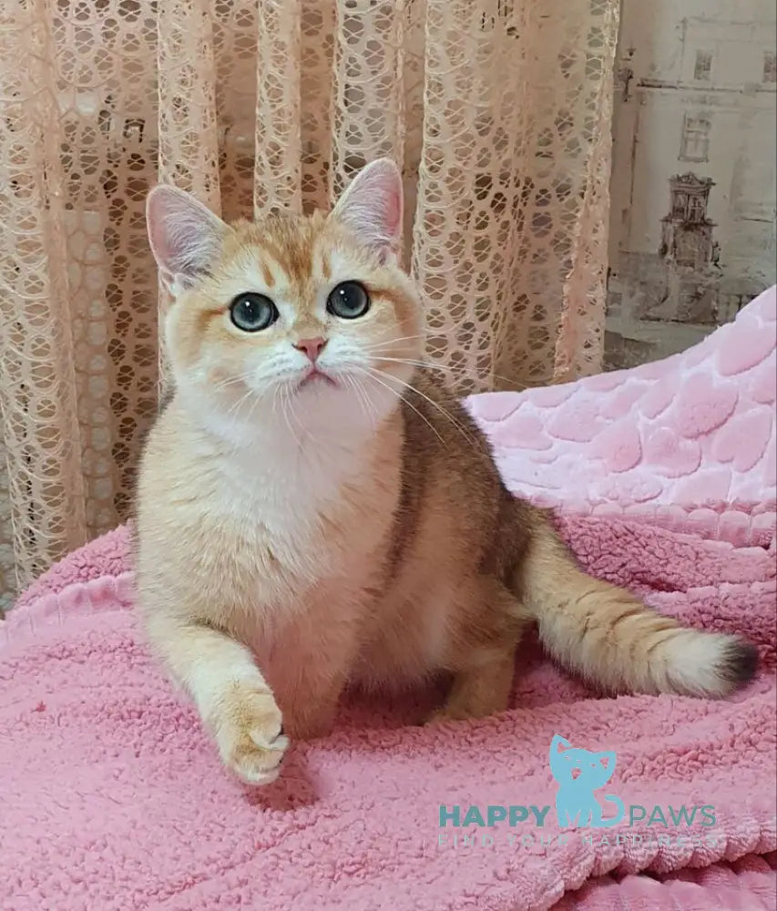 Ruzana British Shorthair female black golden shaded live animals