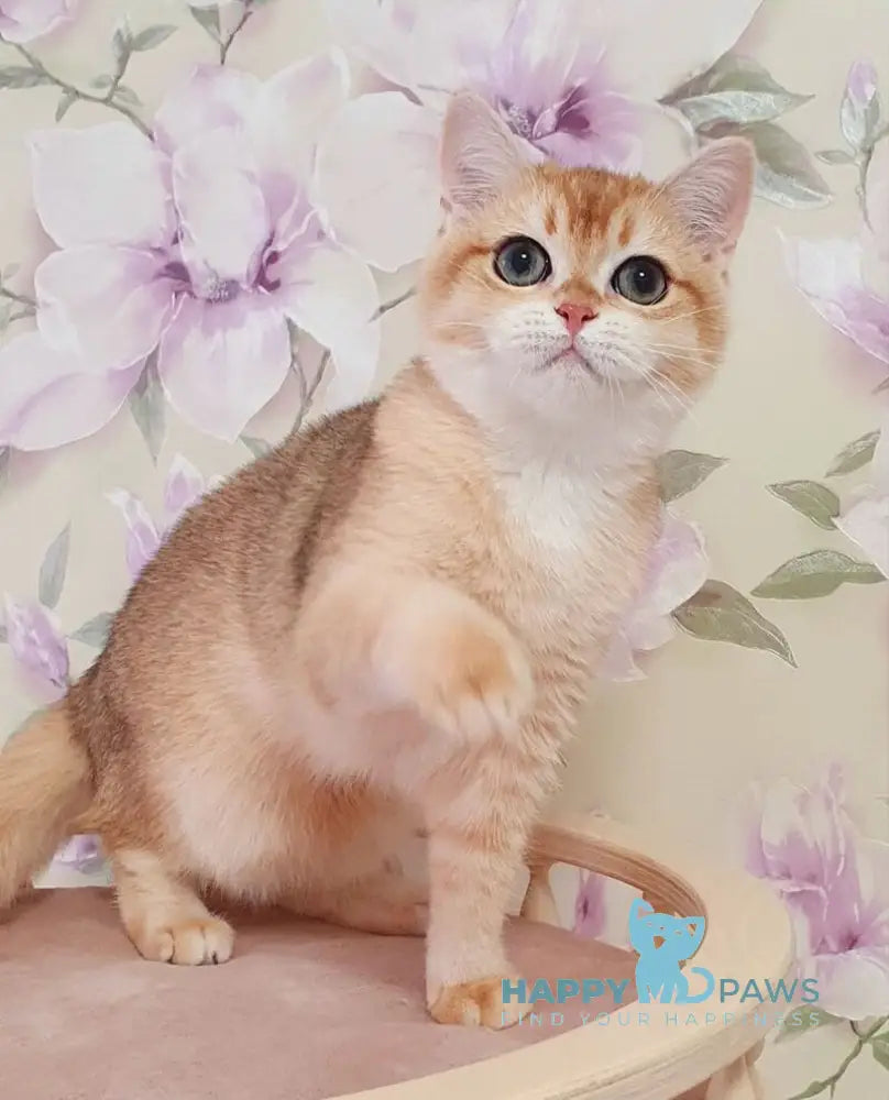 Ruzana British Shorthair female black golden shaded live animals