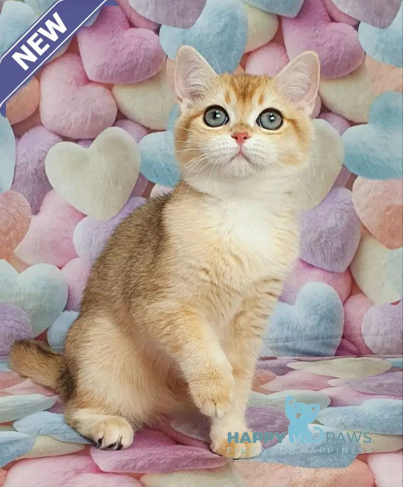 Ruzana British Shorthair female black golden shaded live animals