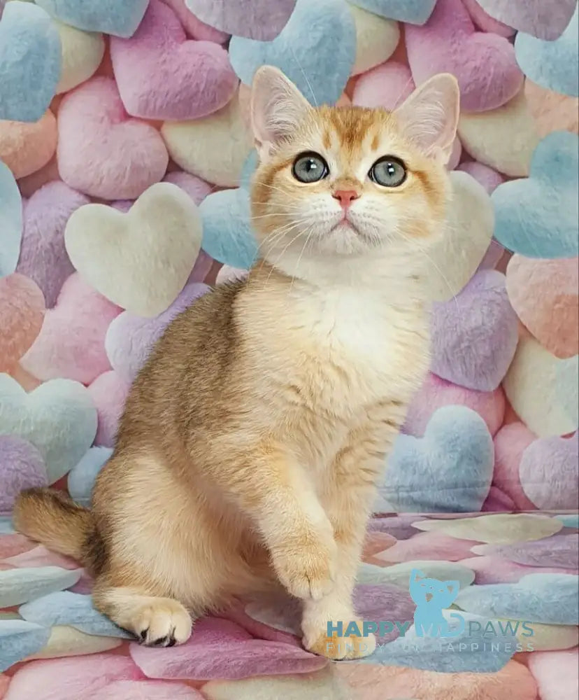 Ruzana British Shorthair female black golden shaded live animals