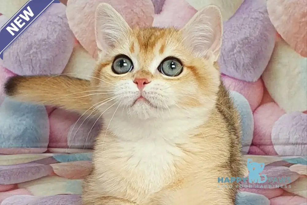 Ruzana British Shorthair female black golden shaded live animals