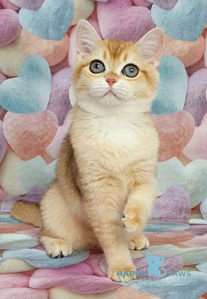 Ruzana British Shorthair female black golden shaded live animals