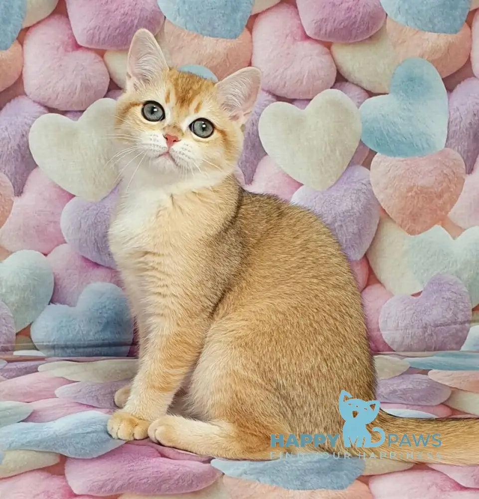 Ruzana British Shorthair female black golden shaded live animals