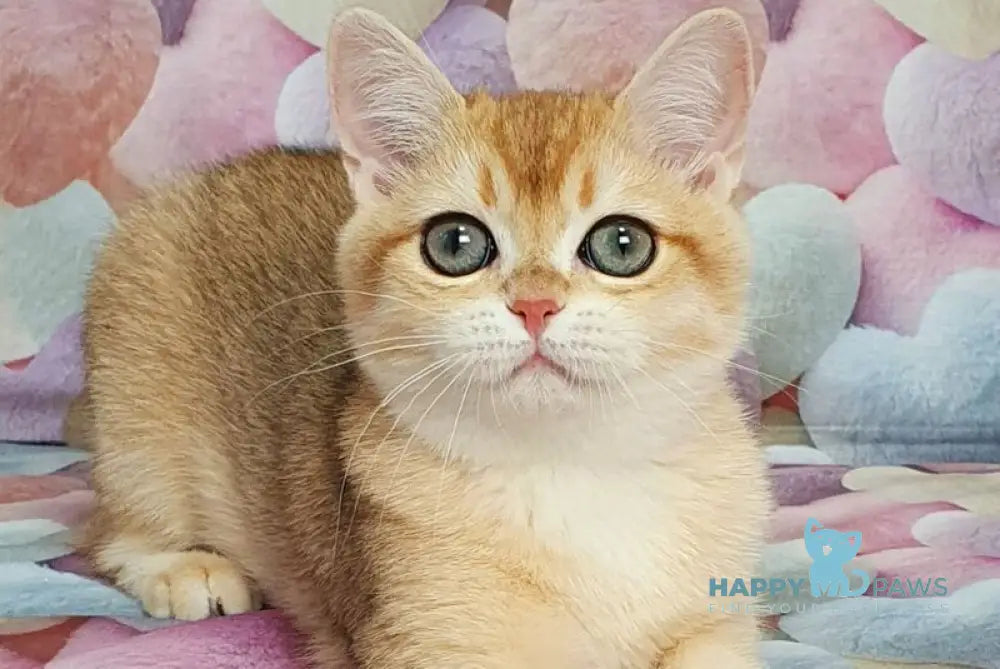 Ruzana British Shorthair female black golden shaded live animals