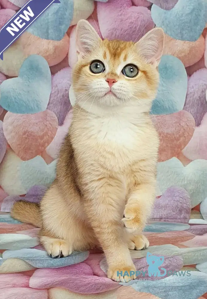 Ruzana British Shorthair female black golden shaded live animals
