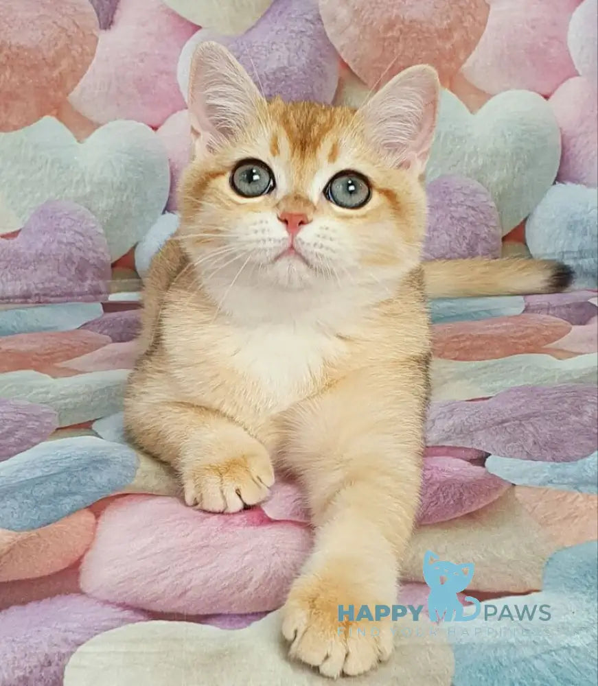 Ruzana British Shorthair female black golden shaded live animals