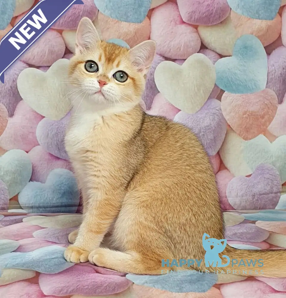 Ruzana British Shorthair female black golden shaded live animals