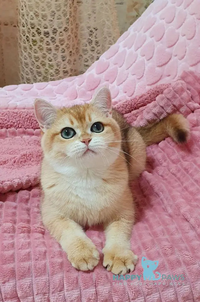 Ruzana British Shorthair female black golden shaded live animals