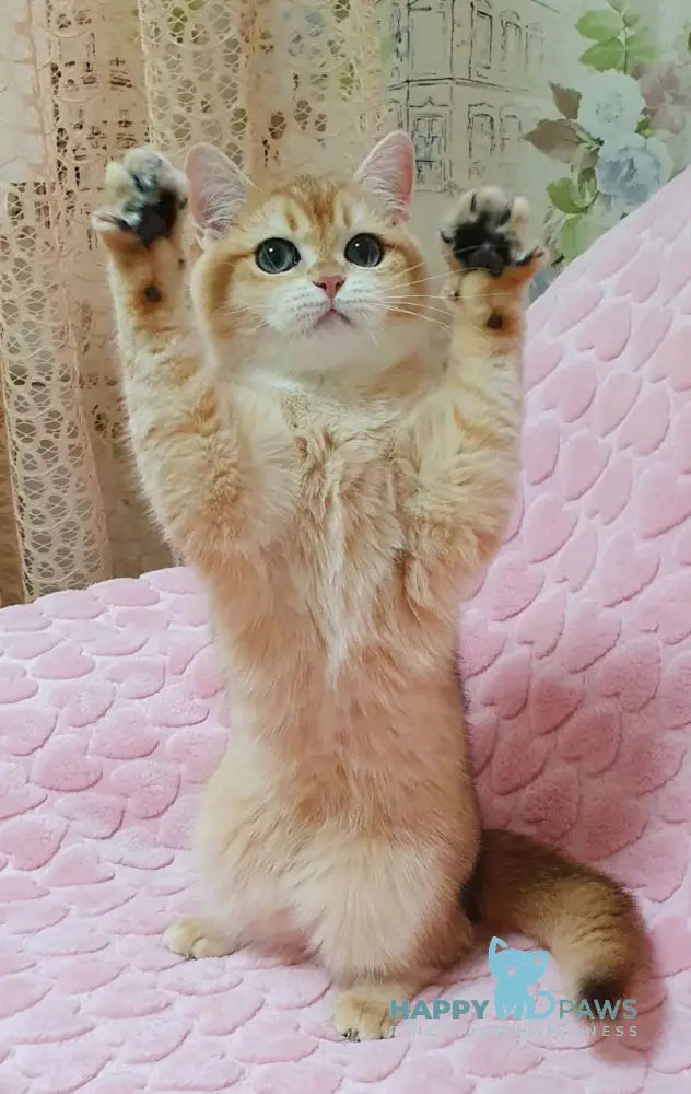 Ruzana British Shorthair female black golden shaded live animals