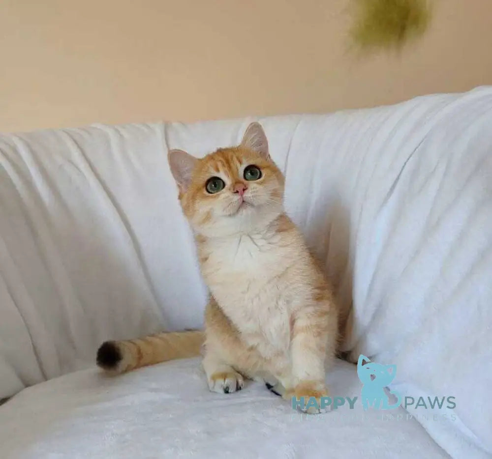 Ryan British Shorthair male black golden chinchilla live animals