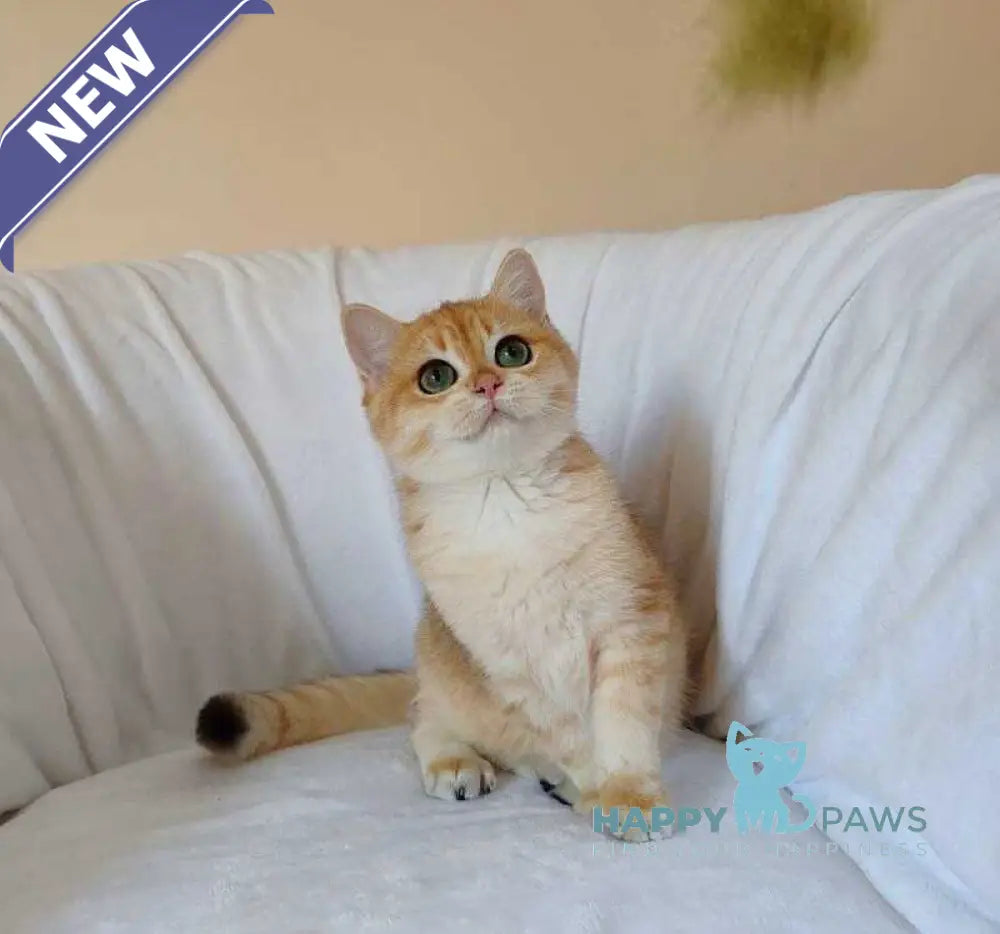 Ryan British Shorthair male black golden chinchilla live animals