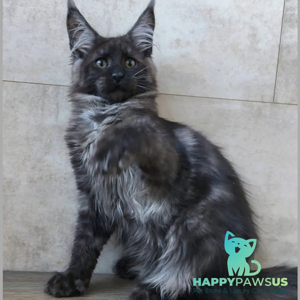 Ryan Maine Coon male black silver - live animals