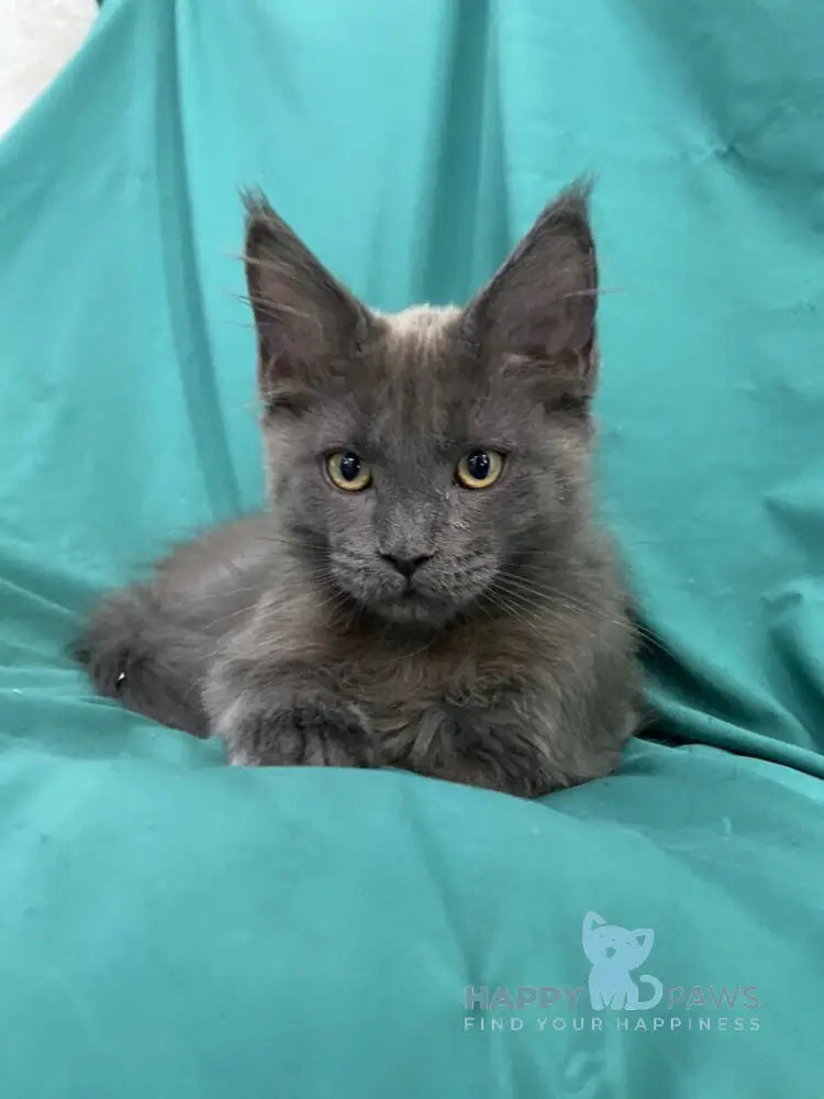Ryanna Maine Coon female blue live animals