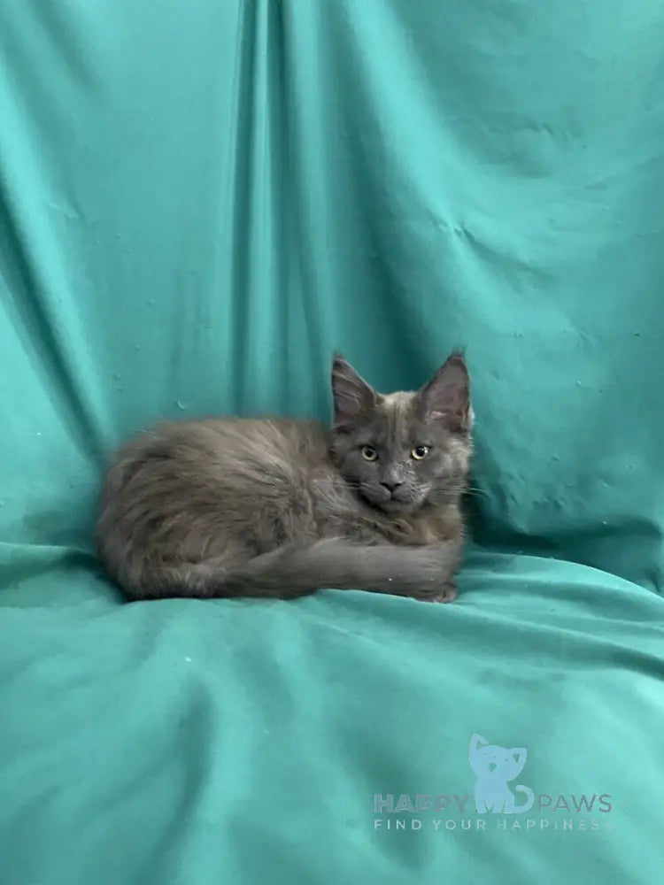 Ryanna Maine Coon female blue live animals