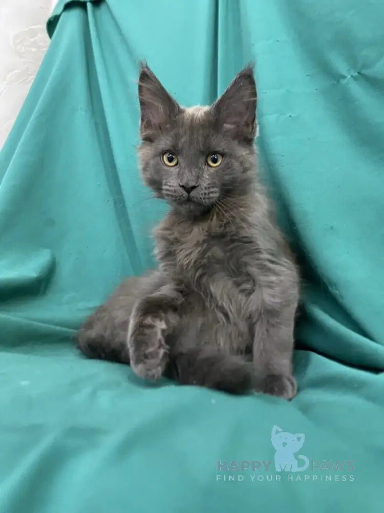 Ryanna Maine Coon female blue live animals