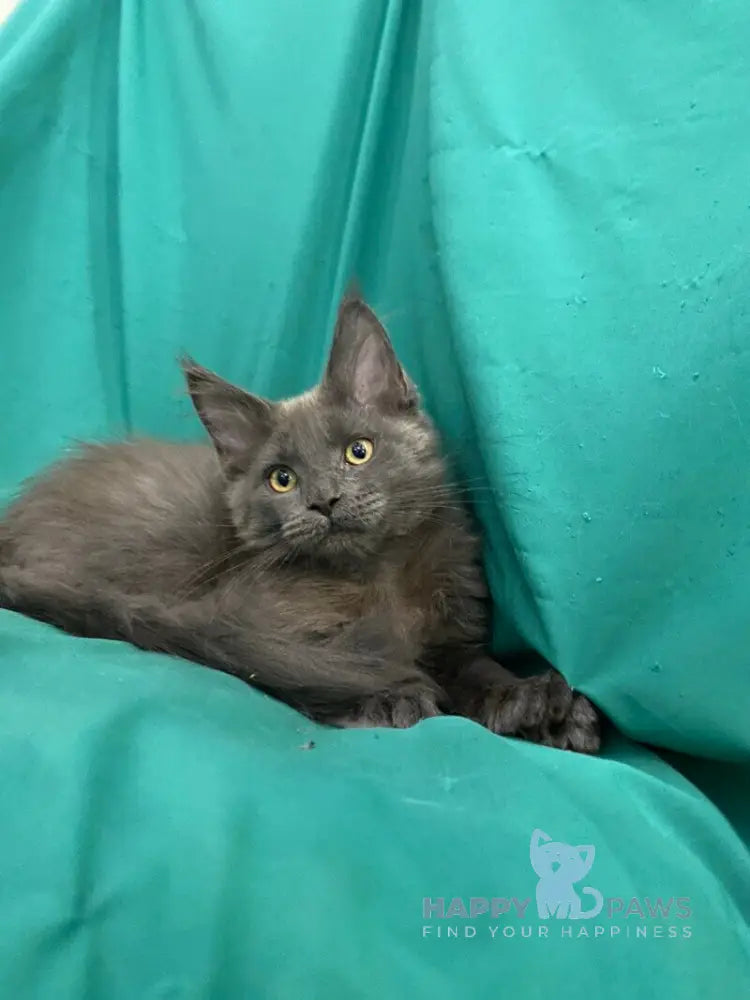 Ryanna Maine Coon female blue live animals