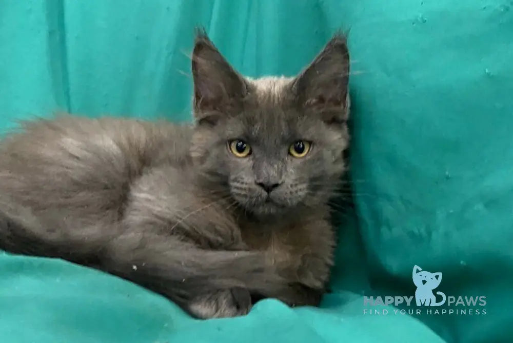 Ryanna Maine Coon female blue live animals