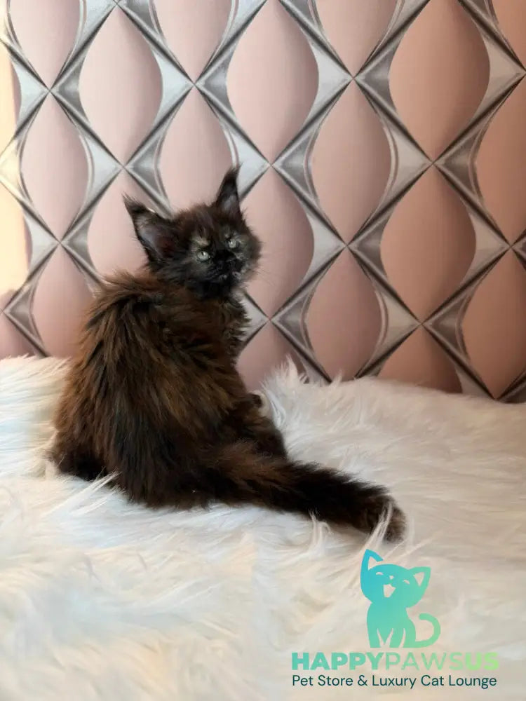 Ryna Maine Coon female black tortie live animals