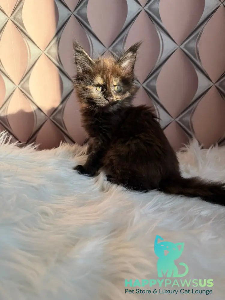 Ryna Maine Coon female black tortie live animals