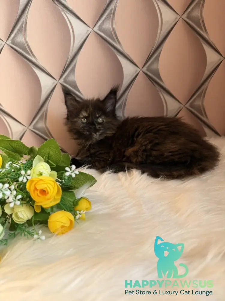Ryna Maine Coon female black tortie live animals