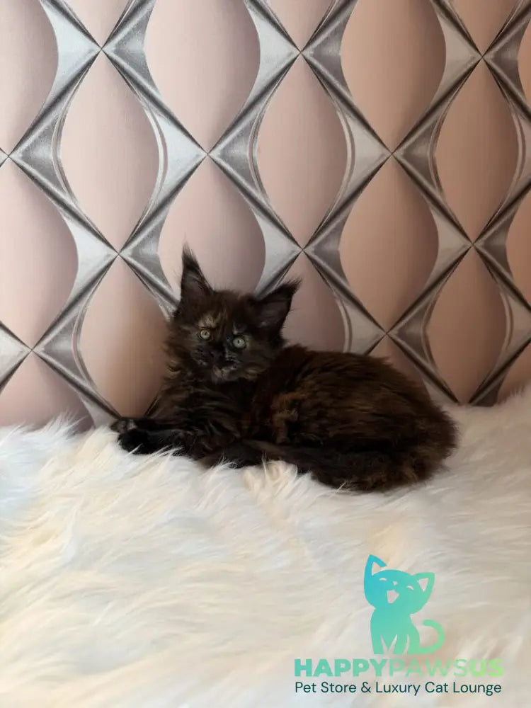 Ryna Maine Coon female black tortie live animals
