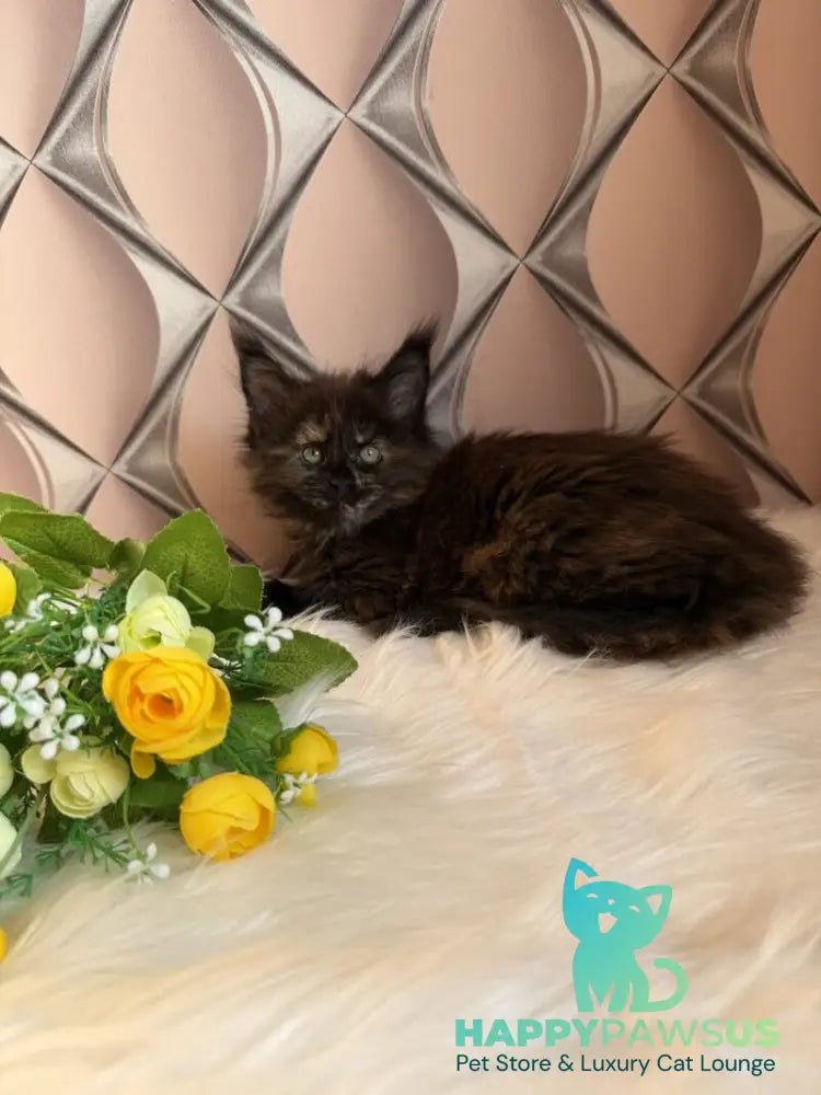 Ryna Maine Coon female black tortie live animals