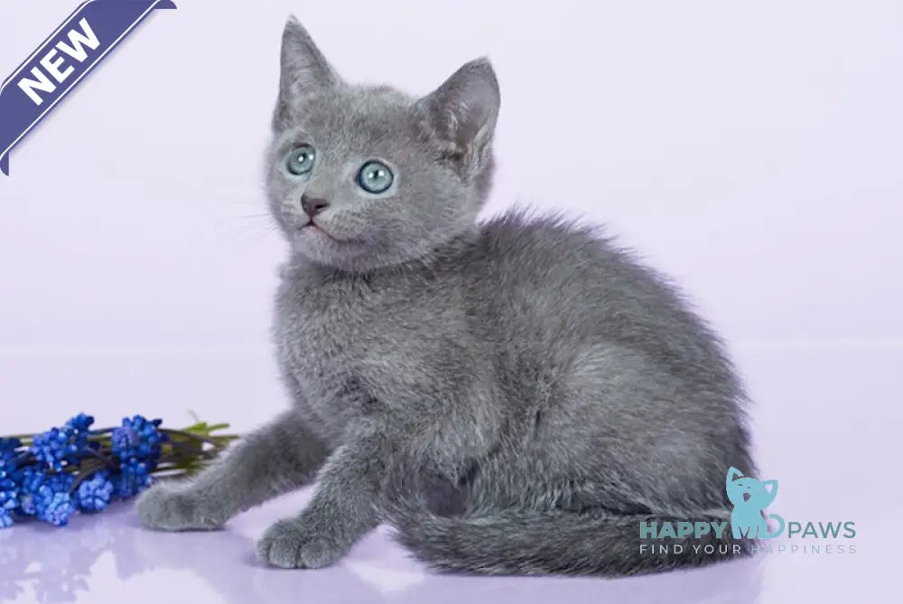 Ryurik Russian Blue male blue live animals