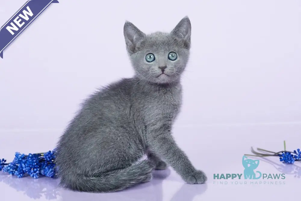 Ryurik Russian Blue male blue live animals