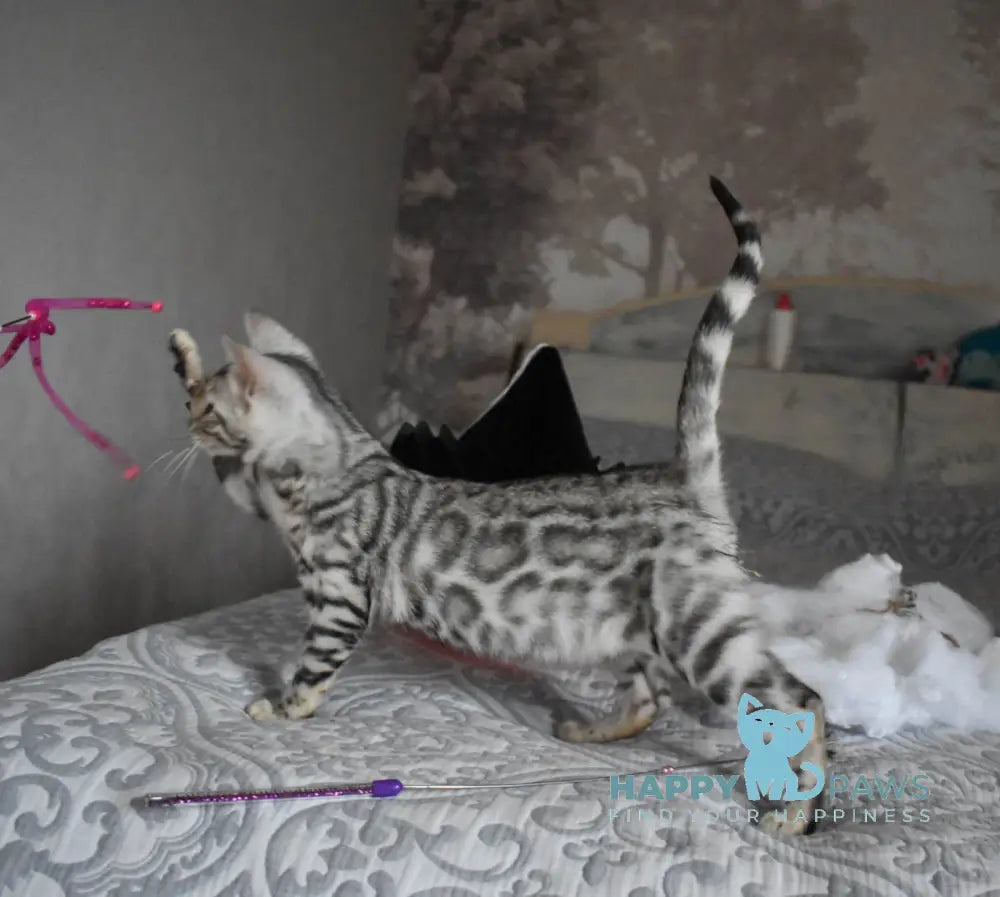 Ryza Bengal female black spotted tabby live animals