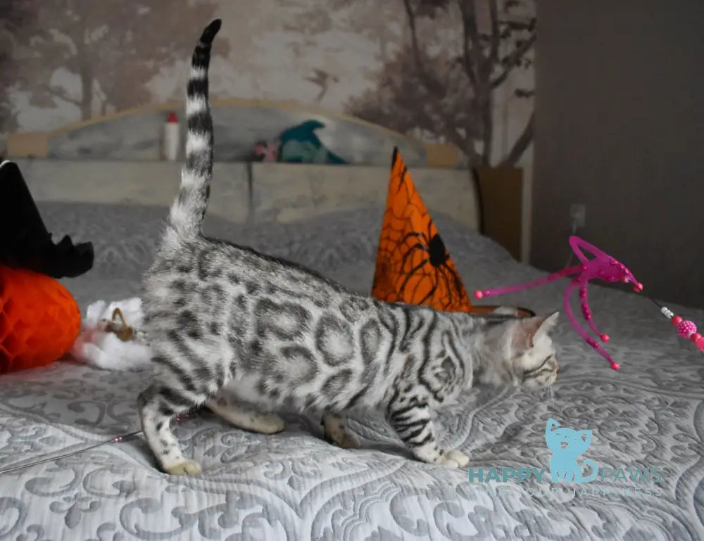 Ryza Bengal female black spotted tabby live animals