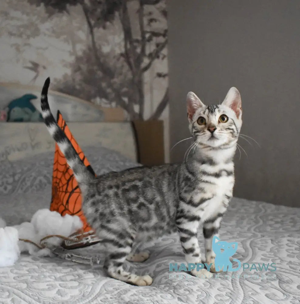 Ryza Bengal female black spotted tabby live animals