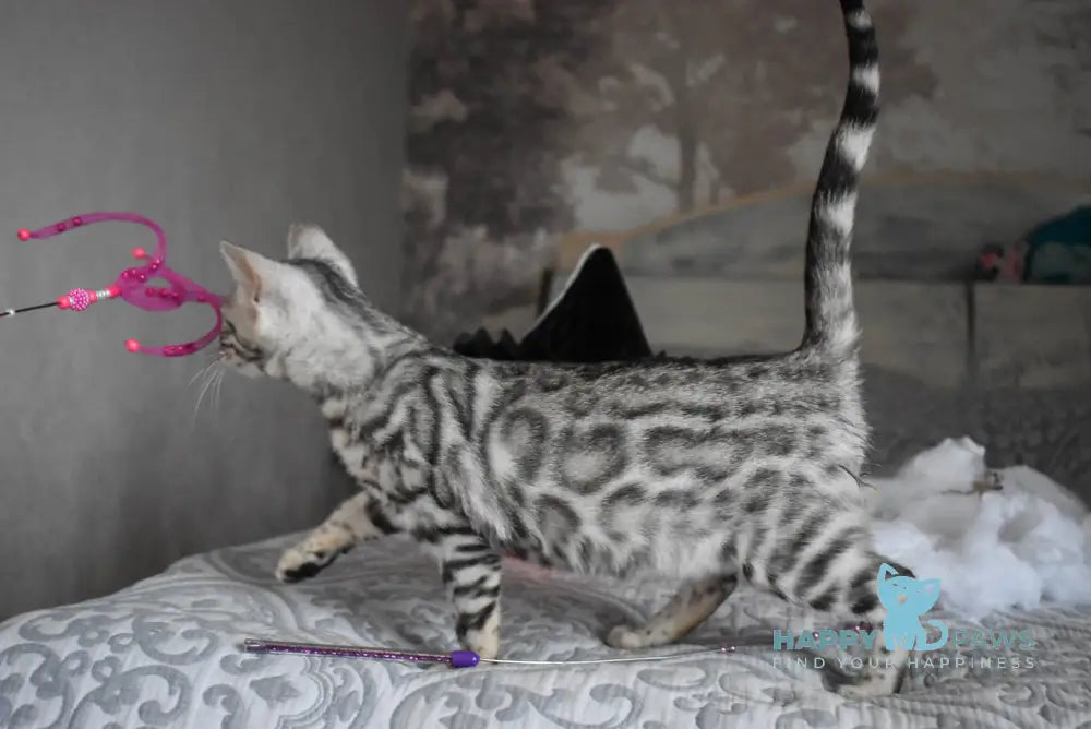 Ryza Bengal female black spotted tabby live animals