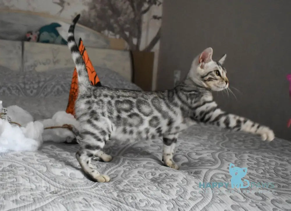 Ryza Bengal female black spotted tabby live animals