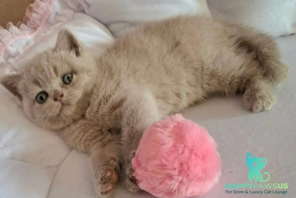 Sabina British Shorthair female lilac - live animals