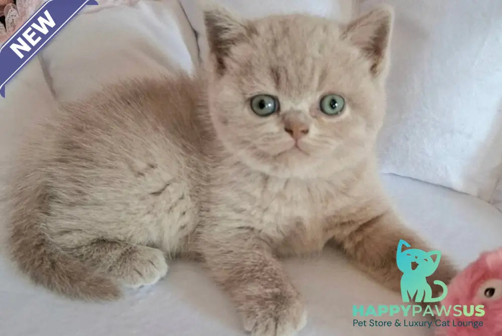 Sabina British Shorthair female lilac - live animals