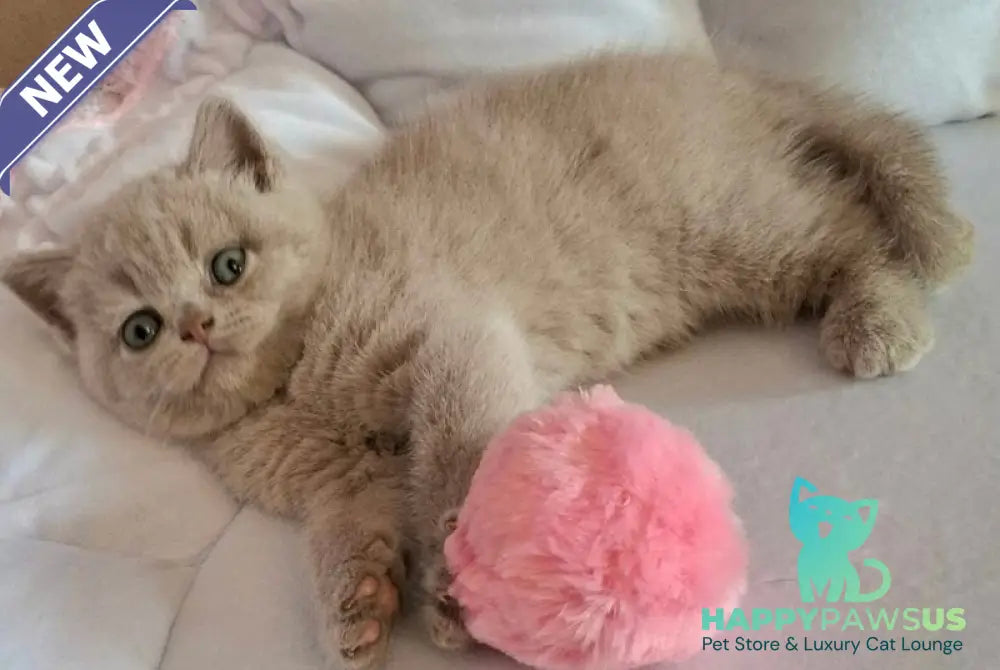 Sabina British Shorthair female lilac - live animals