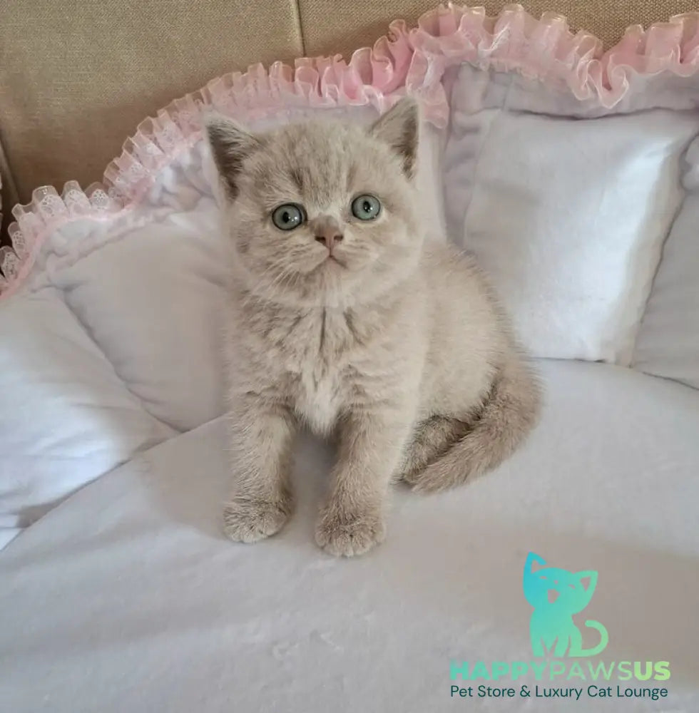 Sabina British Shorthair female lilac - live animals