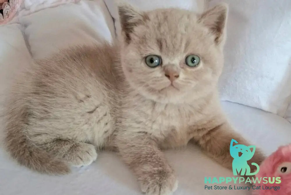 Sabina British Shorthair female lilac - live animals
