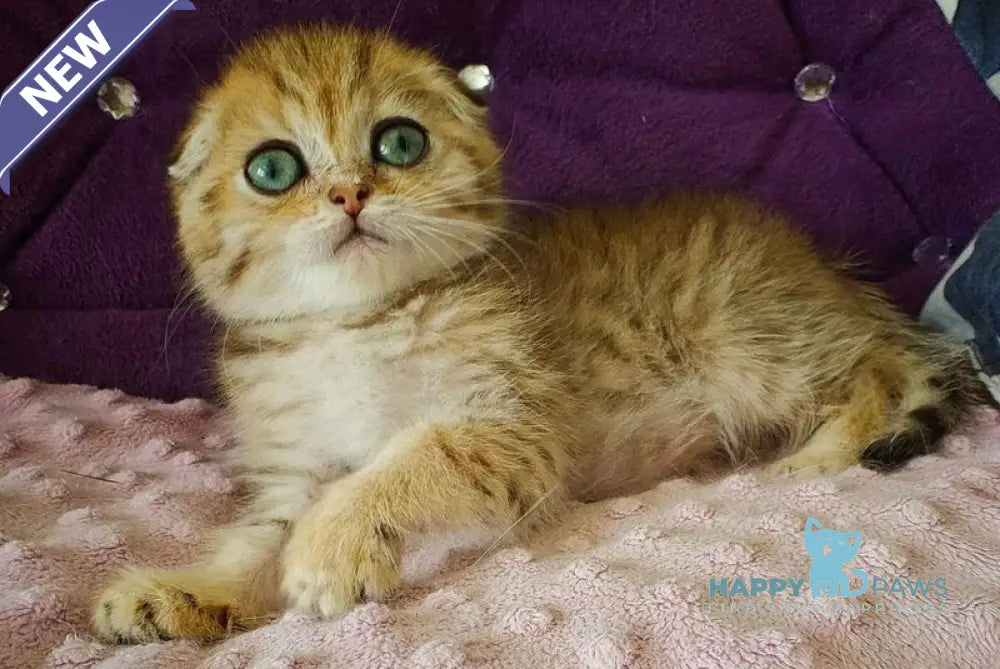 Sabina Scottish Fold female black golden spotted tabby live animals