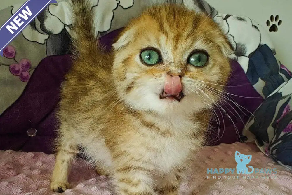 Sabina Scottish Fold female black golden spotted tabby live animals