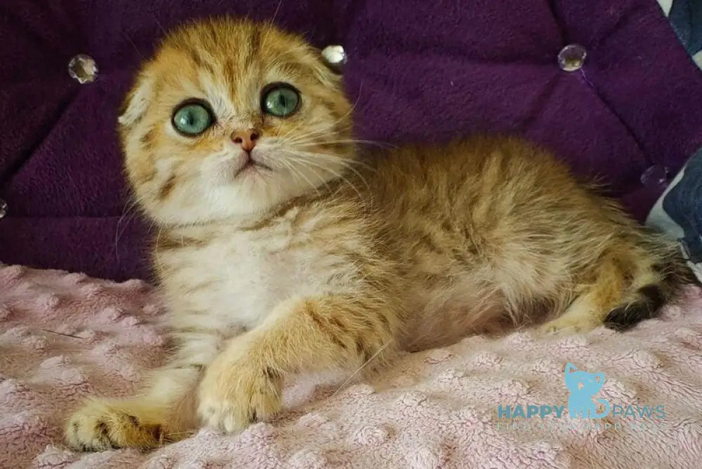 Sabina Scottish Fold female black golden spotted tabby live animals