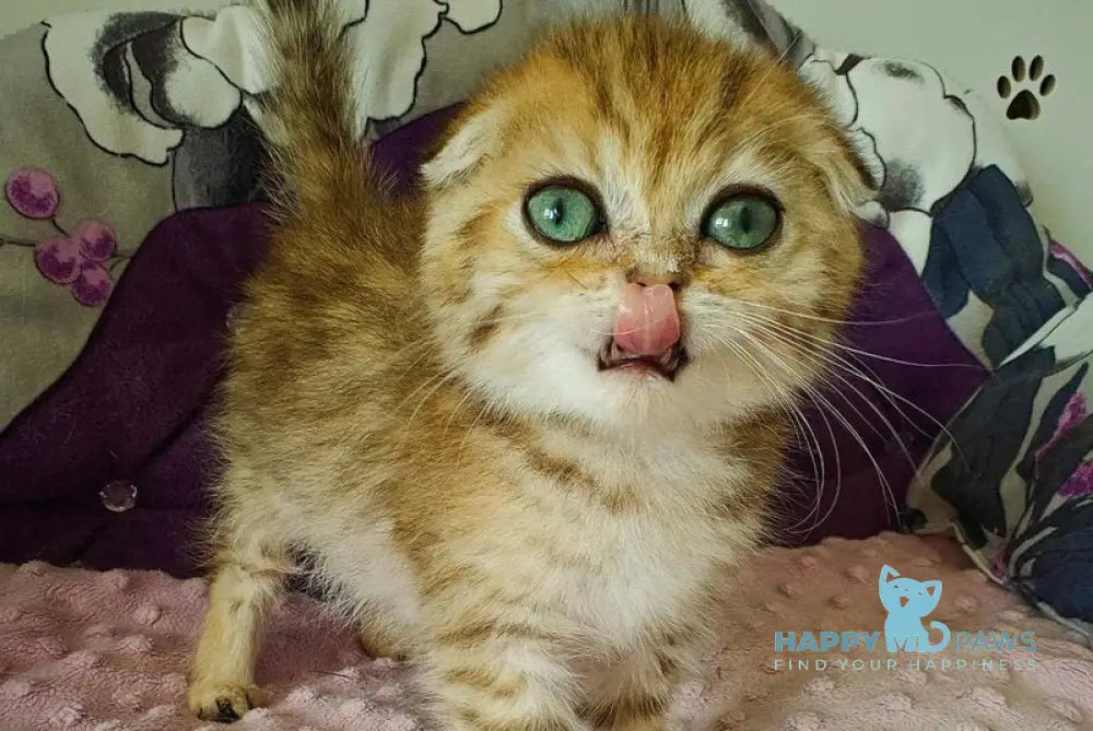 Sabina Scottish Fold female black golden spotted tabby live animals