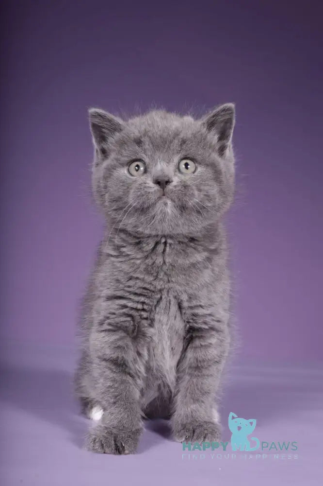 Sabina Scottish Straight female blue live animals