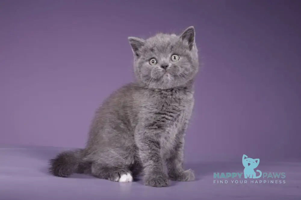 Sabina Scottish Straight female blue live animals