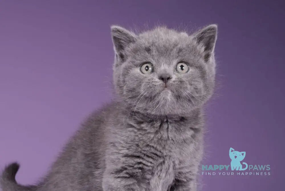 Sabina Scottish Straight female blue live animals