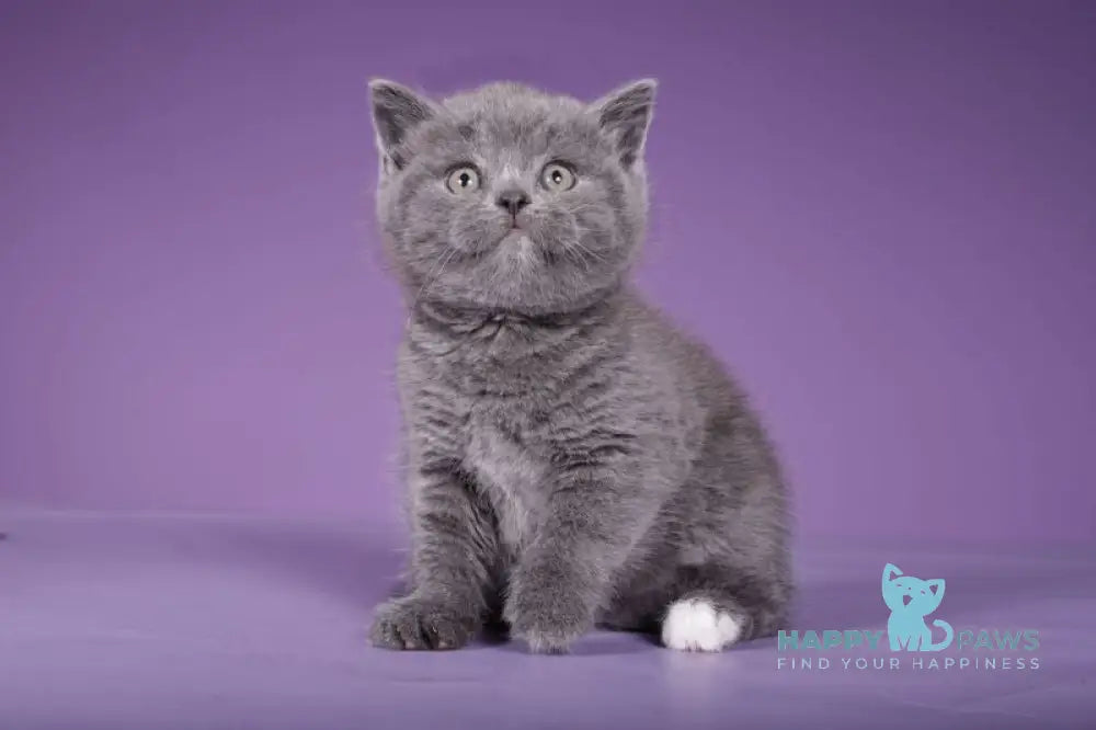 Sabina Scottish Straight female blue live animals