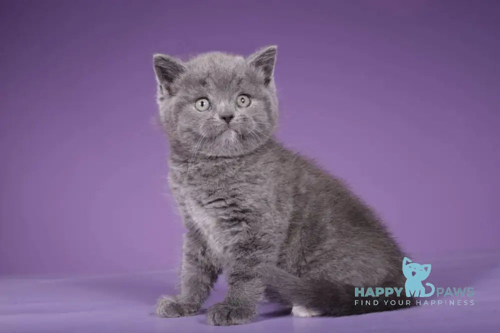 Sabina Scottish Straight female blue live animals