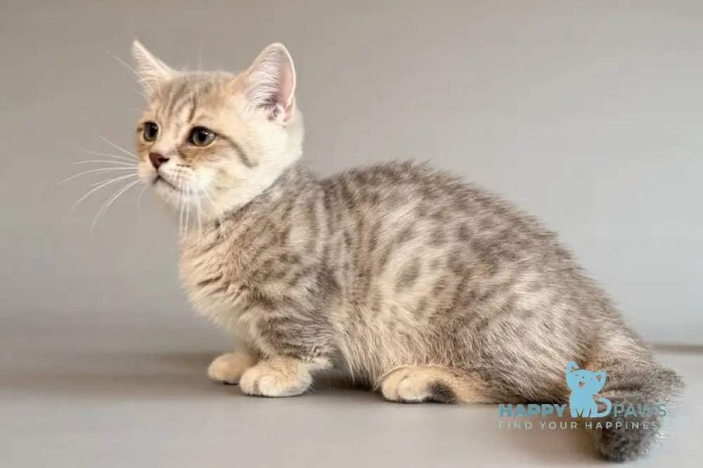 Sable Munchkin female blue golden spotted tabby live animals
