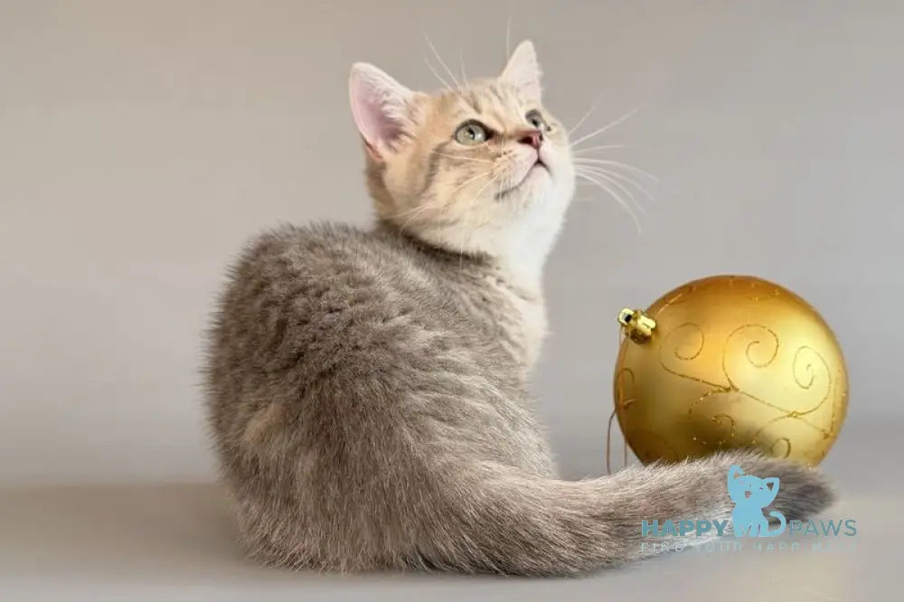 Sable Munchkin female blue golden spotted tabby live animals