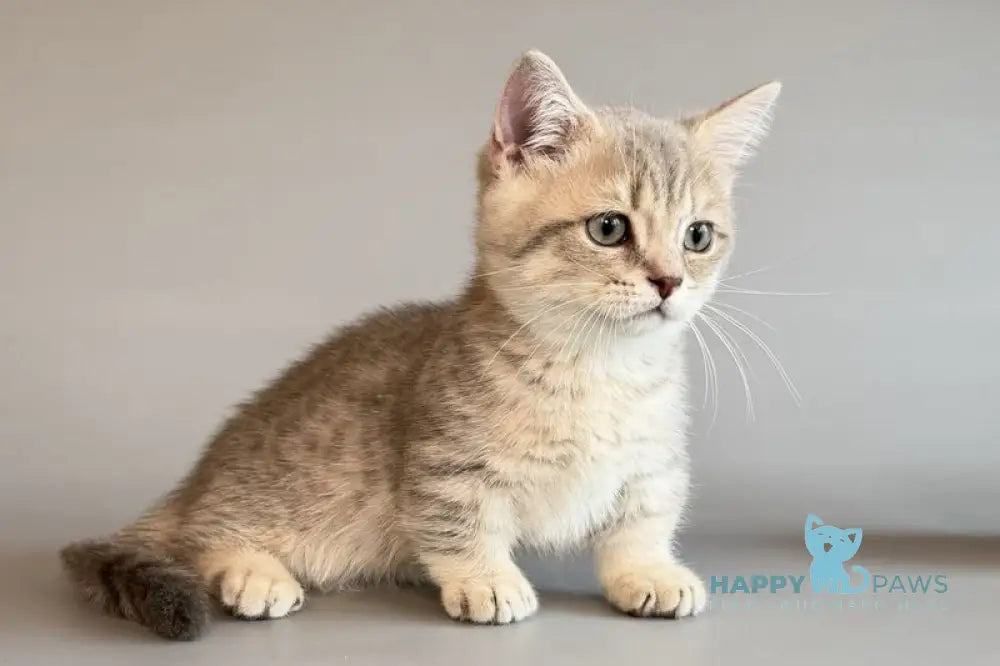 Sable Munchkin female blue golden spotted tabby live animals